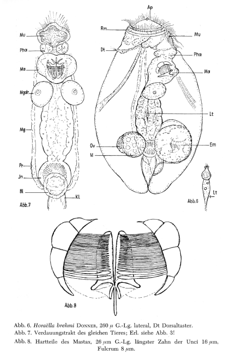 Horaella brehmi Horaella brehmi