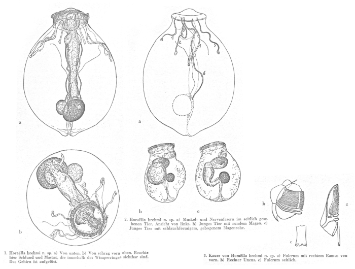 Horaella brehmi - Original description image