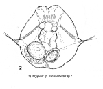 Horaella thomassoni