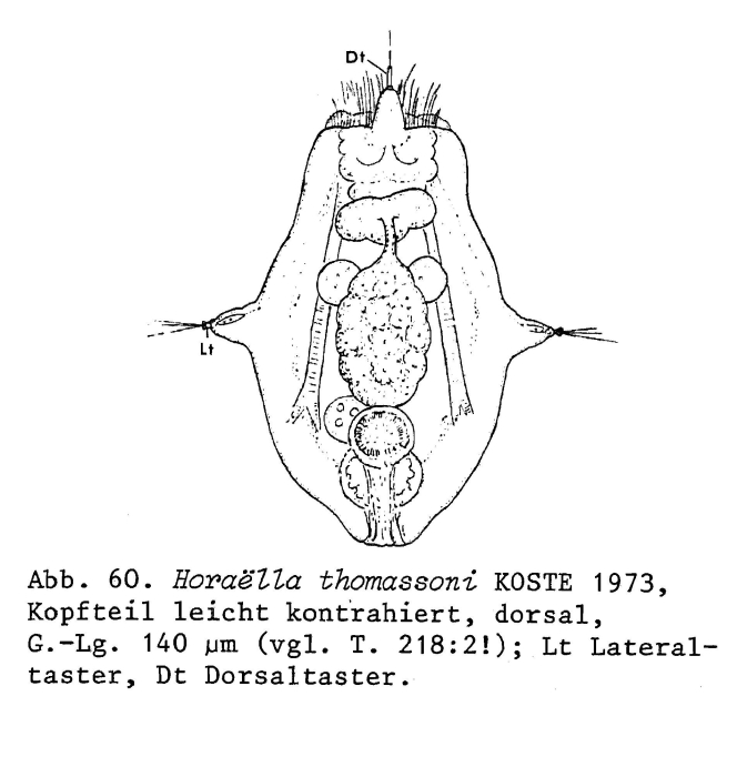 Horaella thomassoni Horaella thomassoni