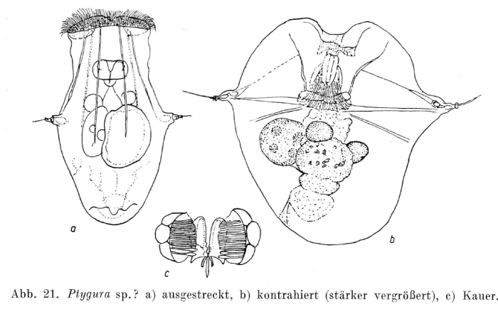 Horaella thomassoni Horaella thomassoni