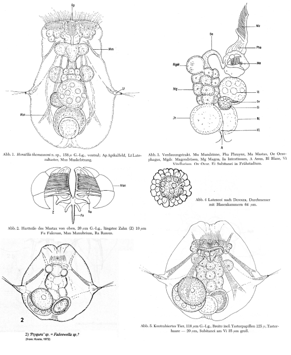 Horaella thomassoni - Original description image