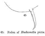 Hudsonella picta