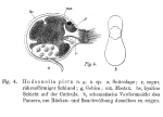 Hudsonella picta