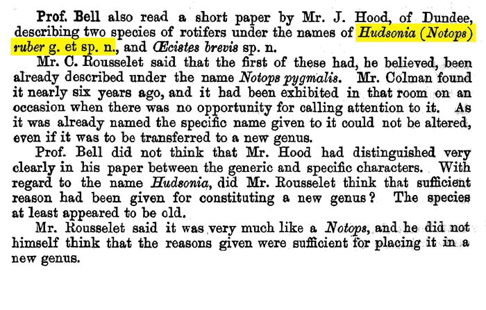 Hudsonia ruber - Original description image