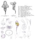 Hyalocephalus trilobus