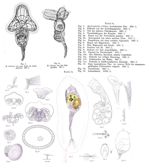 Hyalocephalus trilobus