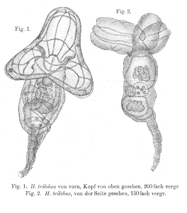Hyalocephalus trilobus Hyalocephalus trilobus