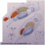 Hydatina brachydactyla