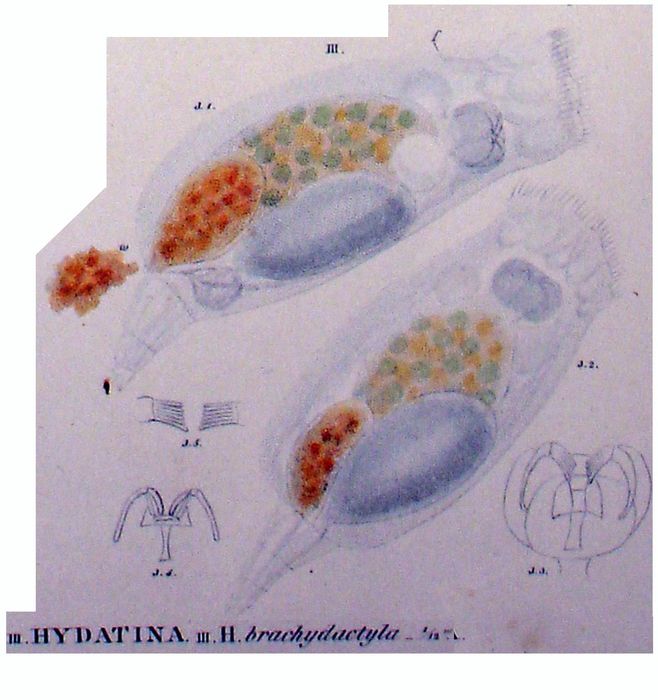 Hydatina brachydactyla Hydatina brachydactyla