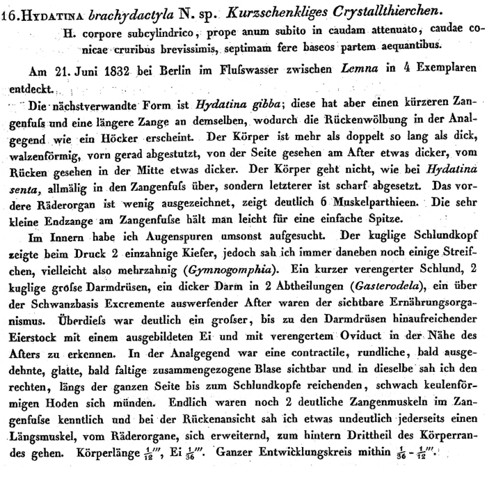 Hydatina brachydactyla