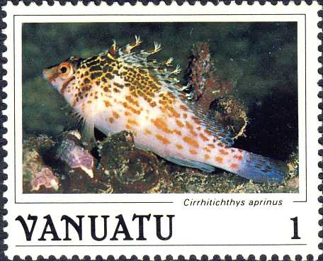Cirrhitichthys aprinus Cirrhitichthys aprinus