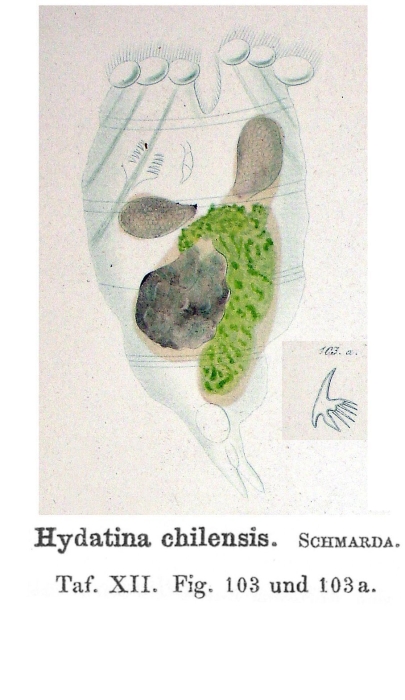 Hydatina chilensis - Original description image