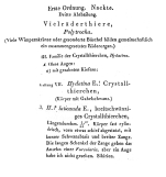 Hydatina laticauda