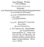 Hydatina leptocerca