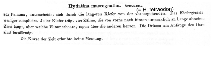 Hydatina macrognatha - Original description image