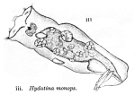 Hydatina monops - Original description image