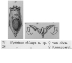 Hydatina oblonga