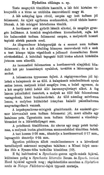 Hydatina oblonga Hydatina oblonga