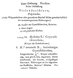 Hydatina terminalis