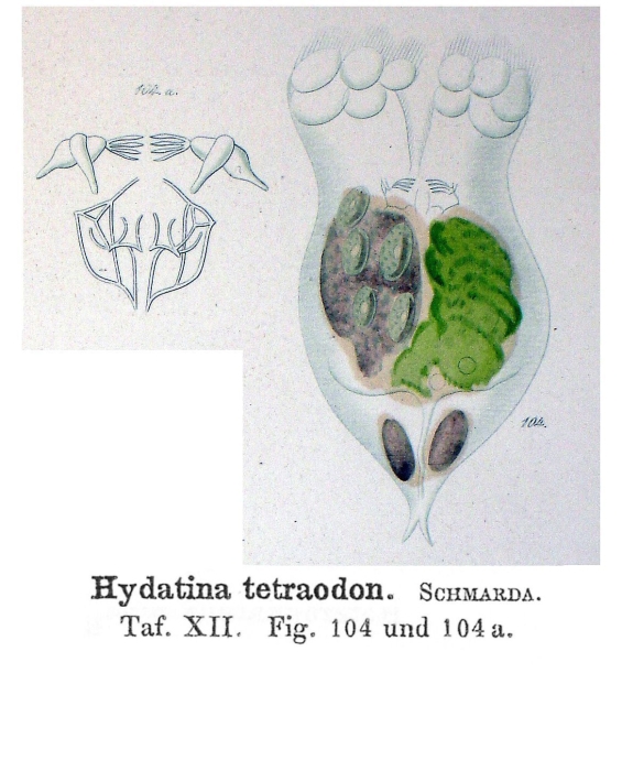 Hydatina tetraodon - Original description image