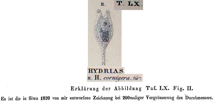 Hydrias cornigera Hydrias cornigera