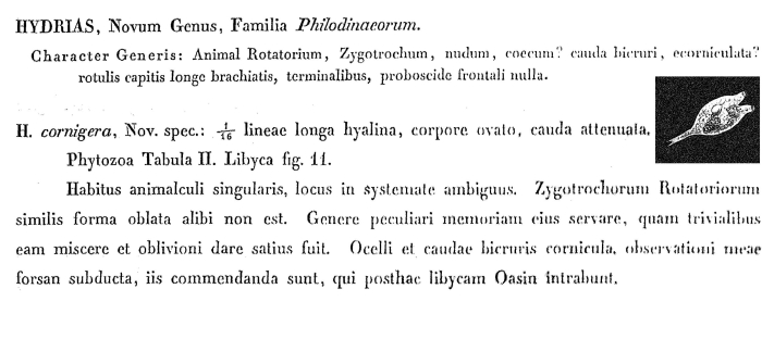 Hydrias cornigera Hydrias cornigera