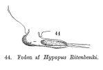 Hypopus ritenbenki