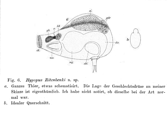 Hypopus ritenbenki - Original description image