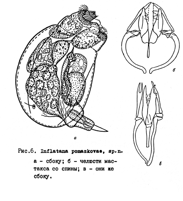 Inflatana pomazkovae - Original description image