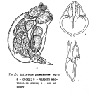 Inflatana pomazkovae