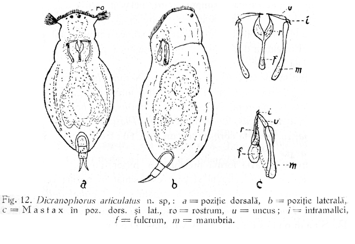 Itura articulata - Original description image