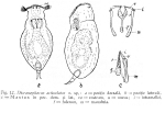Itura articulata