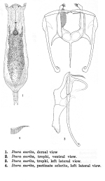 Itura aurita
