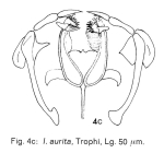 Itura aurita