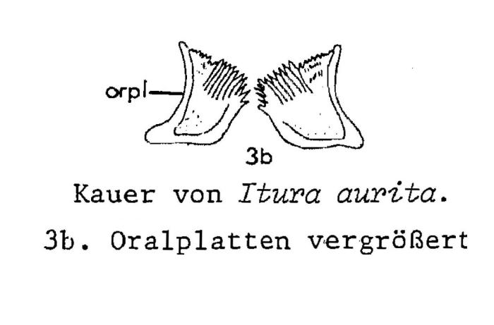 Itura aurita