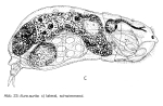 Itura aurita