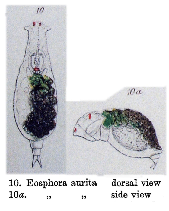 Itura aurita Itura aurita