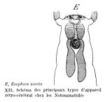 Itura aurita