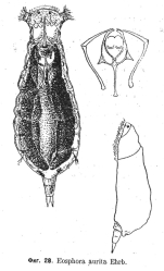 Itura aurita