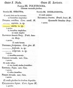 Itura aurita - Original description image