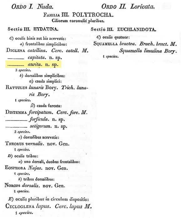 Itura aurita - Original description image