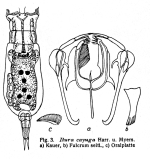 Itura aurita var. cayuga