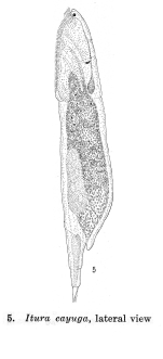 Itura aurita var. cayuga - Original description image