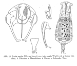 Itura aurita var. intermedia