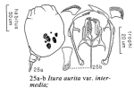 Itura aurita var. intermedia