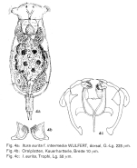 Itura aurita var. intermedia