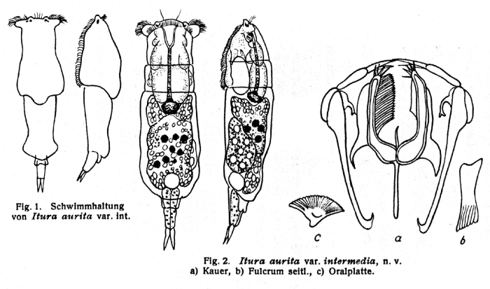 Itura aurita var. intermedia - Original description image