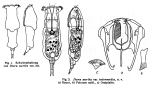 Itura aurita var. intermedia