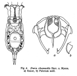 Itura chamadis